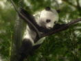 /album/galeria-de-fotos-wallpapers/urso-3d-gif/