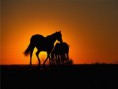 /album/galeria-de-fotos-wallpapers2/a45-jpg/