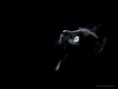 /album/galeria-de-fotos-wallpapers2/a48-jpg/