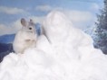 /album/galeria-de-fotos-wallpapers2/a49-jpg/