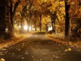 /album/wallpapers-paisagem/a14439floresta-jpg/